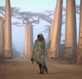 Girl Walks Among The Baobab Trees, Madagascar
