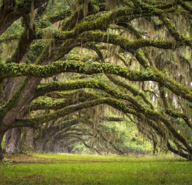 Oak Tree Forest, South Carolina