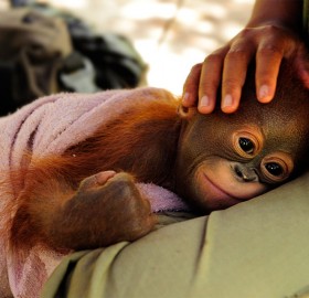 Orangutan Orphan Named Simona