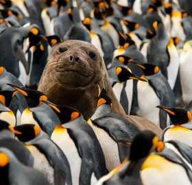 Seal Pup In The Middle Of King Penguins Colony