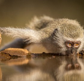 Vervet Monkey Drinking From A River, South Africa
