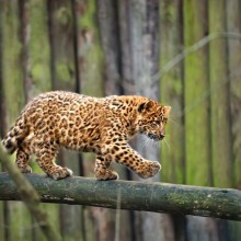 Adorable Leopard Cub