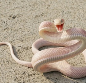 Albino Mamba Snake Smile