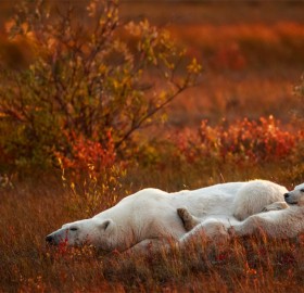 Mother And A Cub Polar Bears, Canada