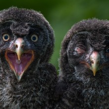 Owl Chicks Brothers