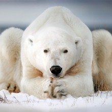 Polar Bear in Canada