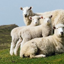Sheep Family Portrait