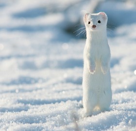 White Short-Tailed Weasel
