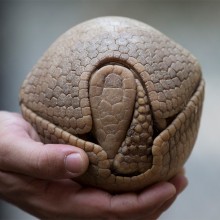 Armadillo’s Defense Mechanism In Its Shell