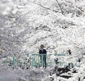 Cherry Blossom In Full Bloom, Tokyo, Japan