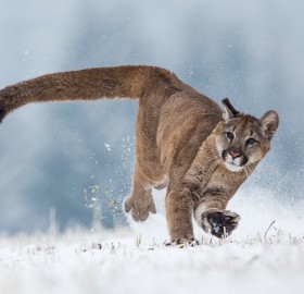 Cougar Running In Snow