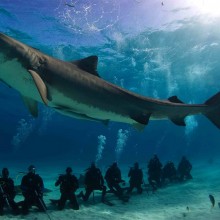 Divers Chilling Below Huge Tiger Shark