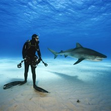 Epic Shark Diving, Bahamas