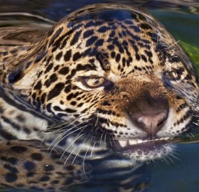 Leopard’s Surface Tension