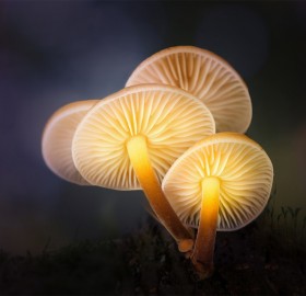 Magic Mushrooms Glow