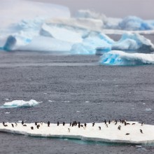 Penguins On Floating Ice Island, Antarctica