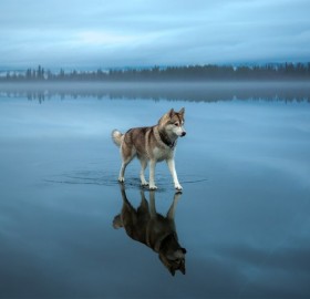 Siberian Husky Walking On A Frozen Lake