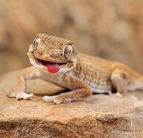 Smile Of The Gecko Lizard