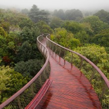 Walkway Above Trees, South Africa