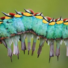 European Bee-Eaters Birds