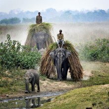 Farmers Ride Their Elephants In India