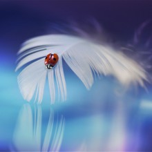 Ladybug On A Feather