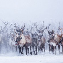 Mass Migration of Reindeer Herd, Canada