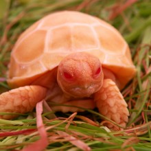 Rare Albino Sulcata Turtle