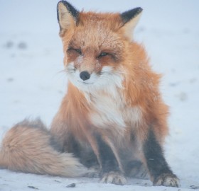 Red Fox On A Wind