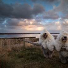 Sheepdog Sisters Posing Together, Holland