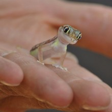 Small Israeli Dune Gecko