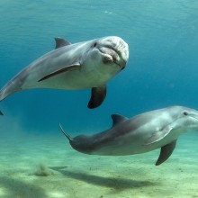 Dolphins Say Hello