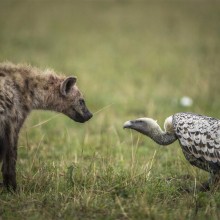 Eye To Eye, Hyena And Vulture