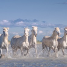 Herd Of Wild White Horses, France