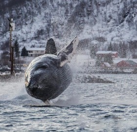 Humpback Whale Jumping Out Of The Water, Norway