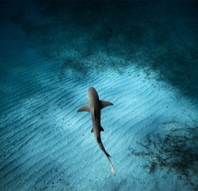 Lemon Shark Swims Below Photographer, Bahamas