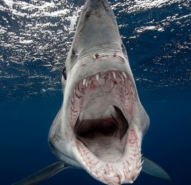 Photographer Attacked By Shark