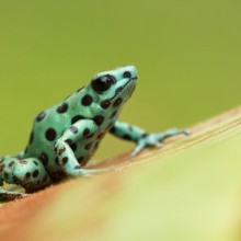 Poisonous Dyeing Dart Frog