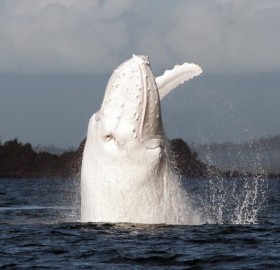 Rare Albino Whale