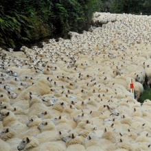 Sheep Fill A Country Road, New Zealand