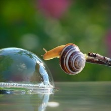 Snail Drinks Water From A Bubble