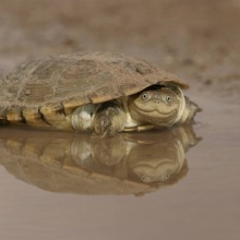 African Helmeted Turtle Smile