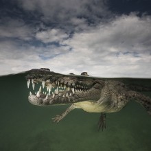 American Crocodile In A Saltwater Mangrove, Cuba