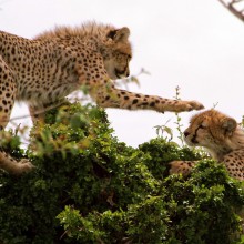 Cheetahs Play On The Tree, East Africa