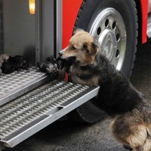 Dog Saving Her Puppies From A Fire, Chile