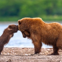 Grizzly Bear Mother And Cub Playing