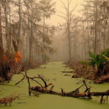 Louisiana Swampland