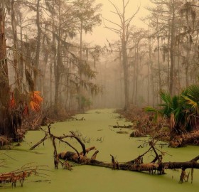 Louisiana Swampland