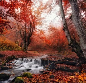 Red Forest Of Carpathians Mountains, Ukraine
