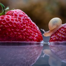 Snail Walks On Strawberries